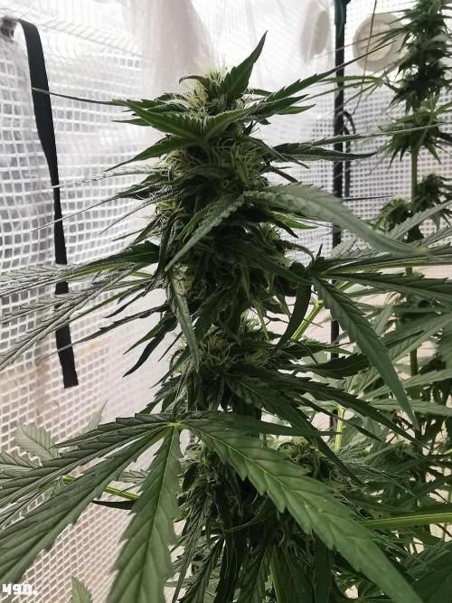 AUTO MilkyWay ROYALQUEENS. Week 7 - 49d
