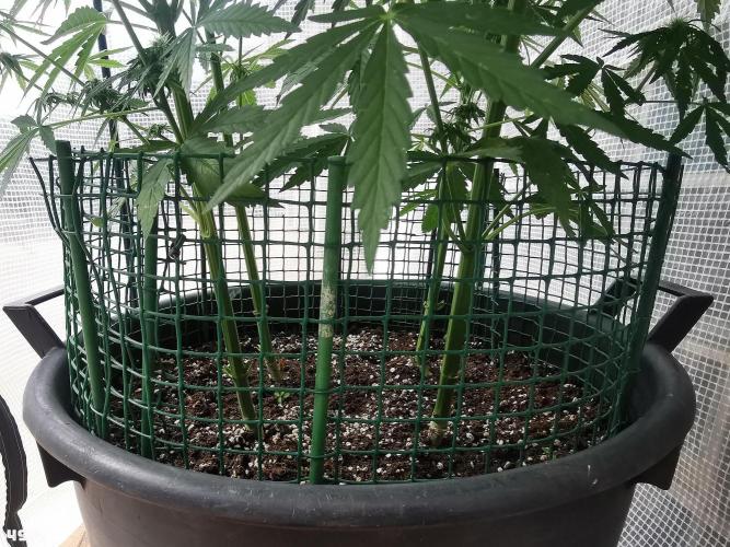 AUTO MilkyWay ROYALQUEENS. Week 7 - 49d