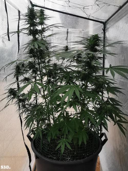 AUTO MilkyWay ROYALQUEENS. Week 8 - 53D