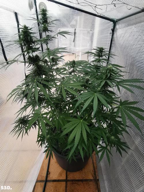 AUTO MilkyWay ROYALQUEENS. Week 8 - 53D