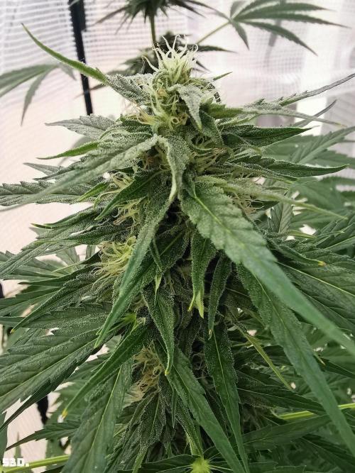 AUTO MilkyWay ROYALQUEENS. Week 8 - 53D