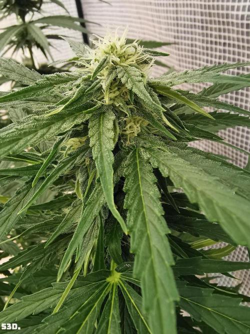 AUTO MilkyWay ROYALQUEENS. Week 8 - 53D
