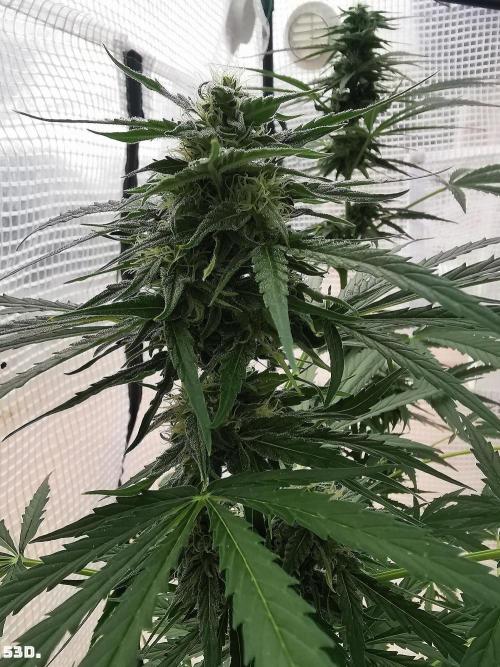 AUTO MilkyWay ROYALQUEENS. Week 8 - 53D