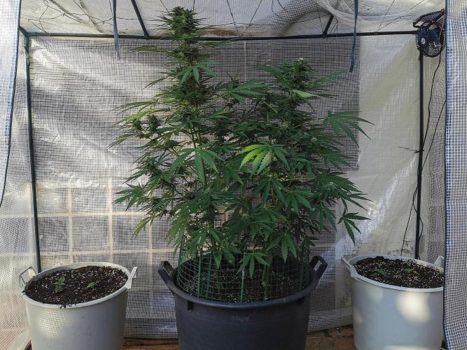 Milky Way F1. Week 8