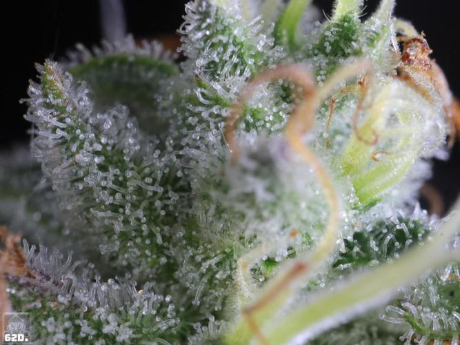 Sticky Broccoli ,Zamnesia.. Week 14 - 62D