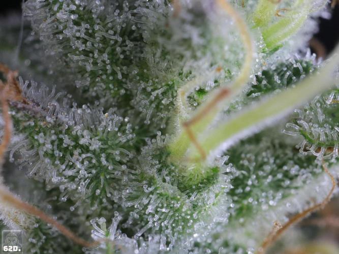 Sticky Broccoli ,Zamnesia.. Week 14 - 62D
