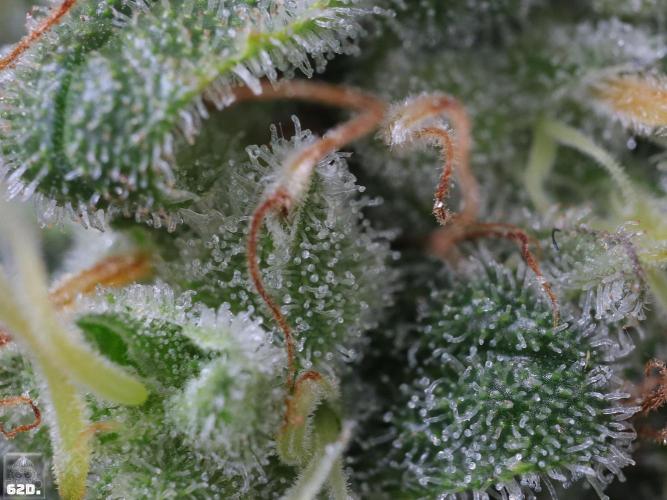 Sticky Broccoli ,Zamnesia.. Week 14 - 62D