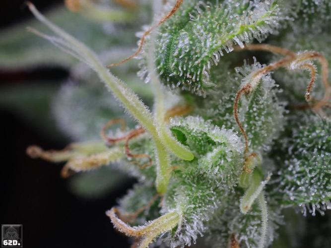 Sticky Broccoli ,Zamnesia.. Week 14 - 62D