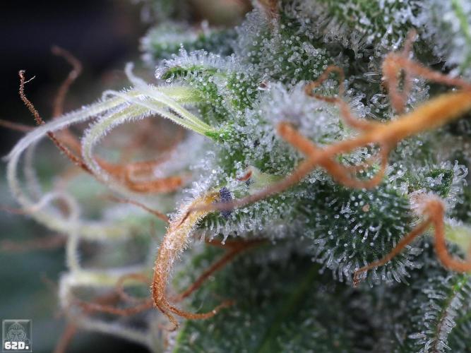 Sticky Broccoli . Week 14