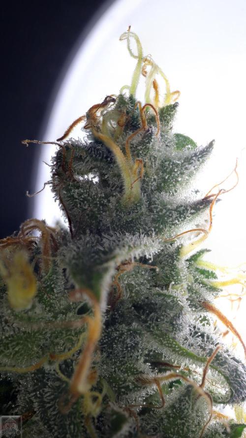 Sticky Broccoli ,Zamnesia.. Week 14