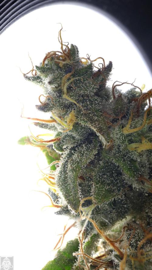 Sticky Broccoli . Week 14