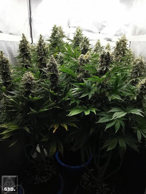 Sticky Broccoli ,Zamnesia.. Week 14 - 63D
