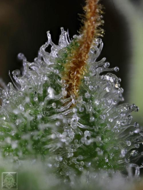 Sticky Broccoli ,Zamnesia.. Week 14