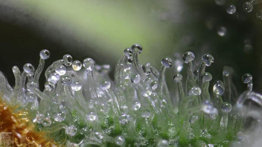 Sticky Broccoli ,Zamnesia.. Week 14