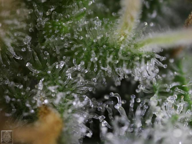 Sticky Broccoli ,Zamnesia.. Week 14