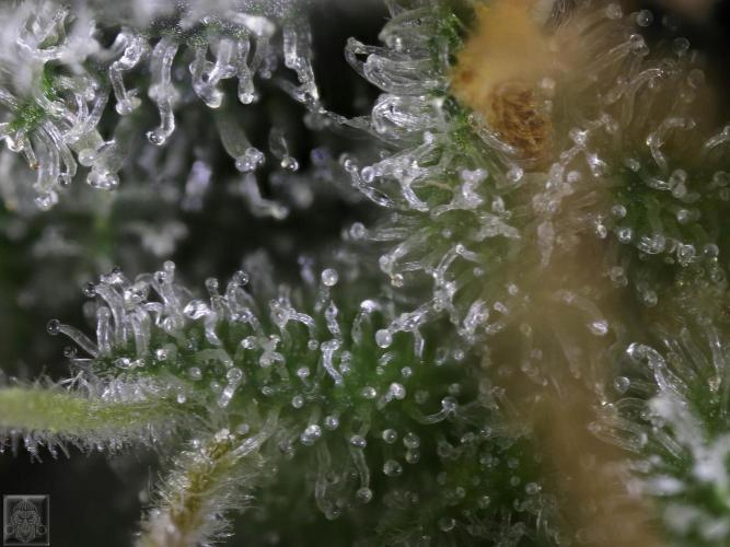 Sticky Broccoli ,Zamnesia.. Week 14