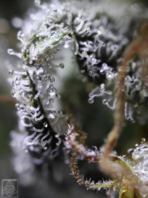 Sticky Broccoli ,Zamnesia.. Week 14