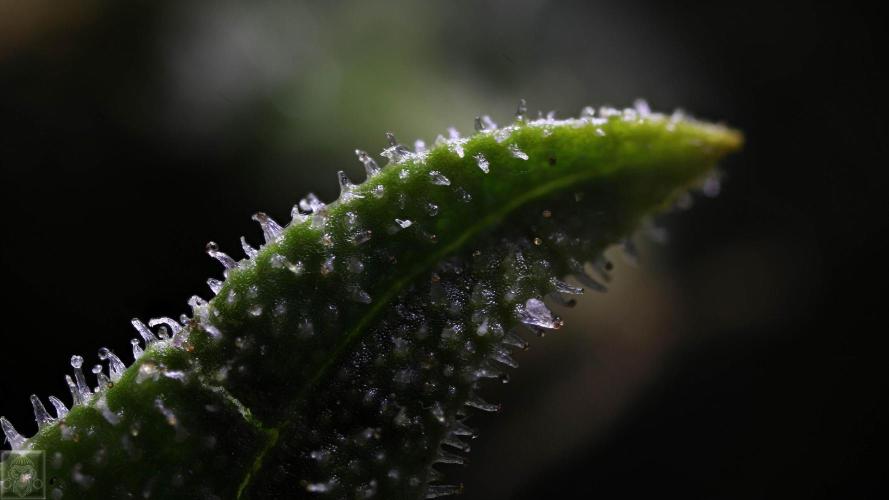 Sticky Broccoli ,Zamnesia.. Week 15