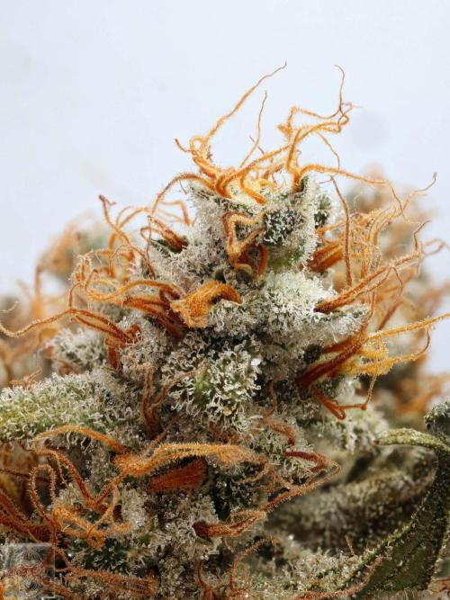 Sticky Broccoli ,Zamnesia.. Week 15