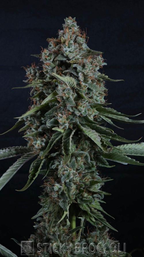 Sticky Broccoli ,Zamnesia.. Week 15