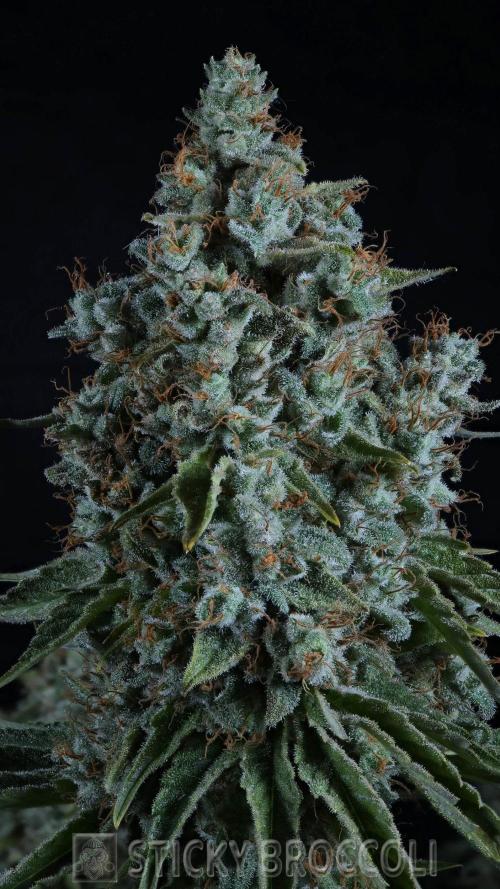 Sticky Broccoli ,Zamnesia.. Week 15