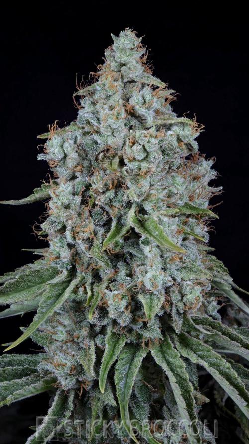 Sticky Broccoli ,Zamnesia.. Week 15