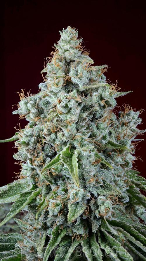 Sticky Broccoli ,Zamnesia.. Week 15