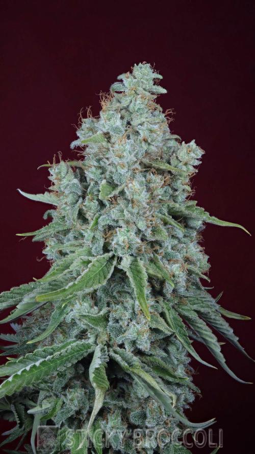 Sticky Broccoli ,Zamnesia.. Week 15