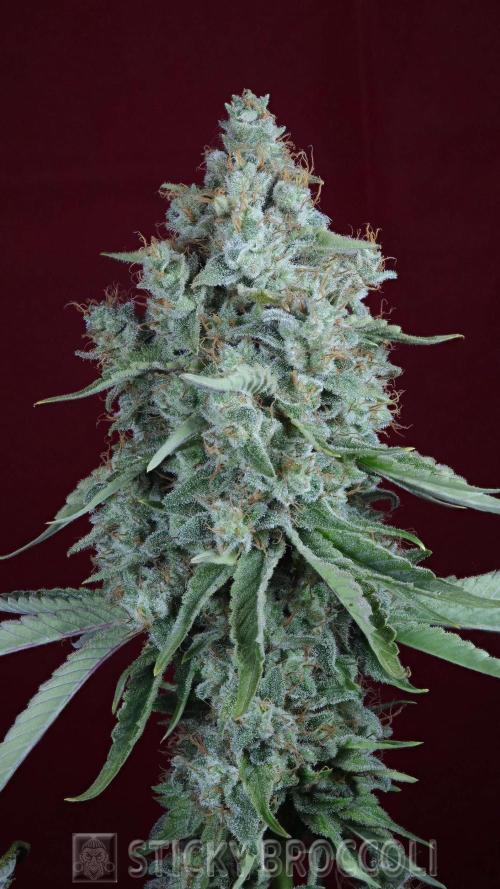 Sticky Broccoli ,Zamnesia.. Week 15