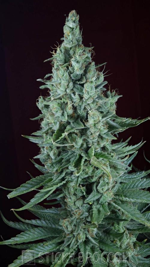 Sticky Broccoli ,Zamnesia.. Week 15