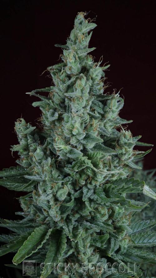 Sticky Broccoli ,Zamnesia.. Week 15