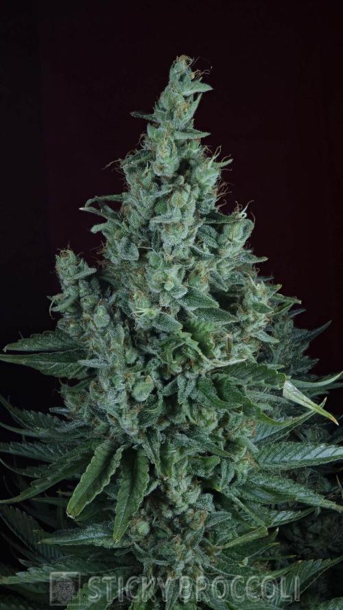 Sticky Broccoli ,Zamnesia.. Week 15
