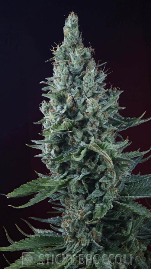 Sticky Broccoli ,Zamnesia.. Week 15