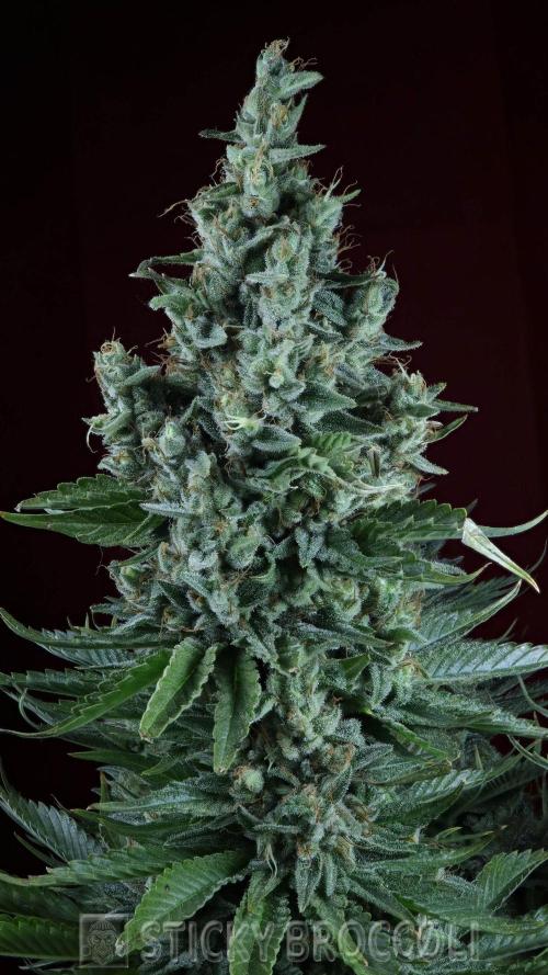Sticky Broccoli ,Zamnesia.. Week 15