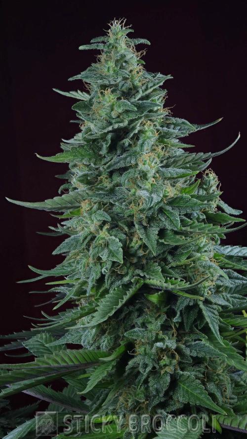 Sticky Broccoli ,Zamnesia.. Week 15