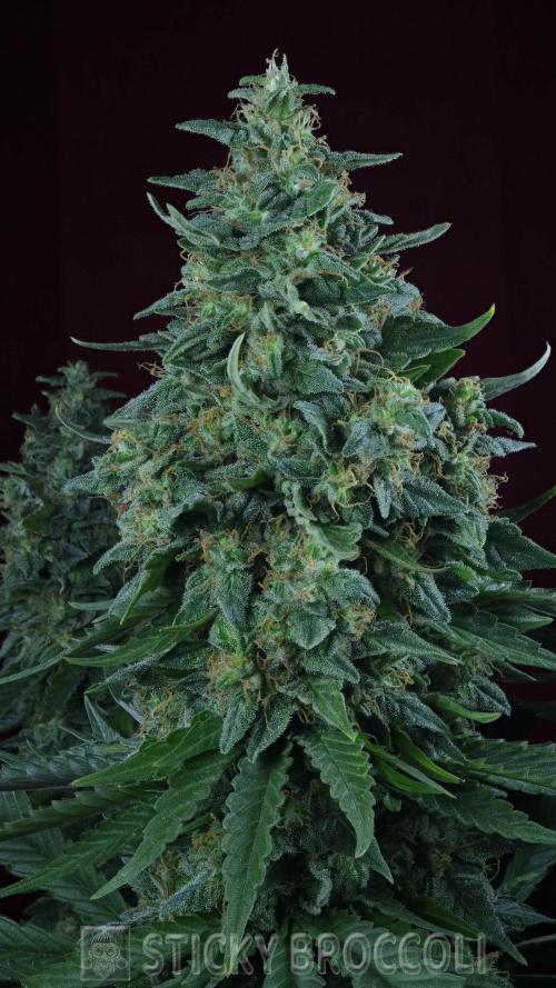 Sticky Broccoli ,Zamnesia.. Week 15