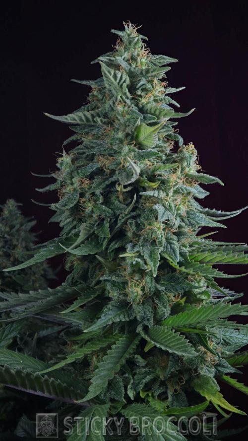 Sticky Broccoli ,Zamnesia.. Week 15