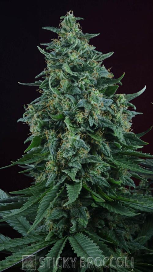 Sticky Broccoli ,Zamnesia.. Week 15