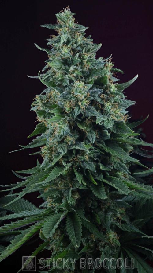 Sticky Broccoli ,Zamnesia.. Week 15