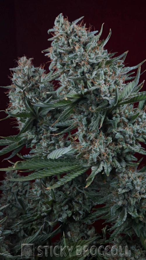 Sticky Broccoli ,Zamnesia.. Week 15