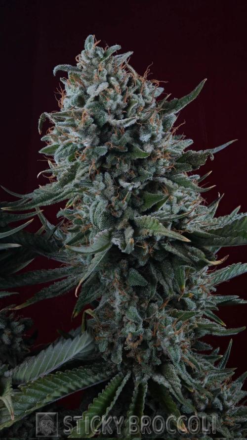 Sticky Broccoli ,Zamnesia.. Week 15