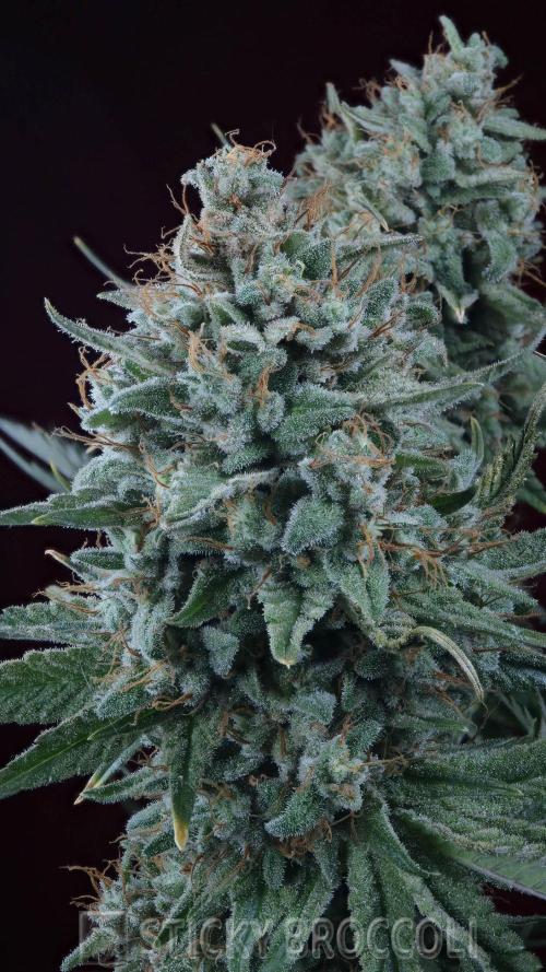 Sticky Broccoli ,Zamnesia.. Week 15