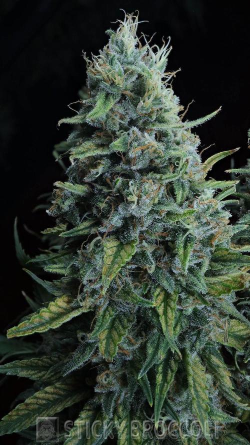 Sticky Broccoli ,Zamnesia.. Week 15