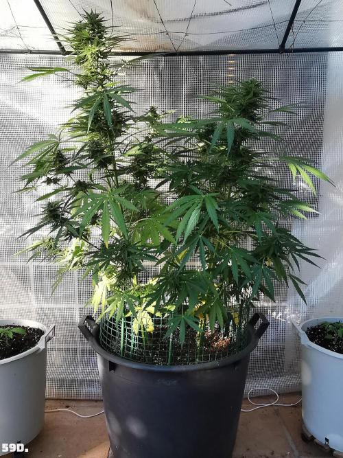 AUTO MilkyWay ROYALQUEENS. Week 9