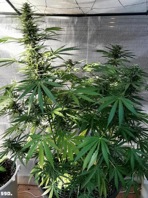 AUTO MilkyWay ROYALQUEENS. Week 9