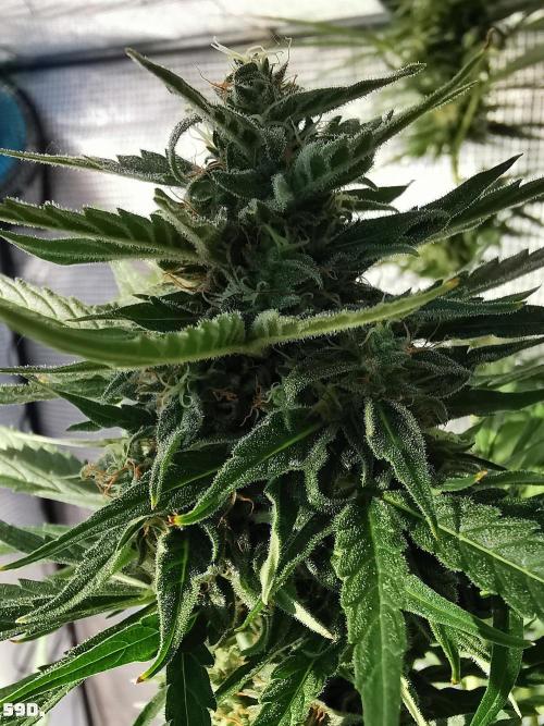 AUTO MilkyWay ROYALQUEENS. Week 9