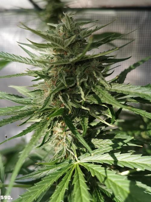 AUTO MilkyWay ROYALQUEENS. Week 9