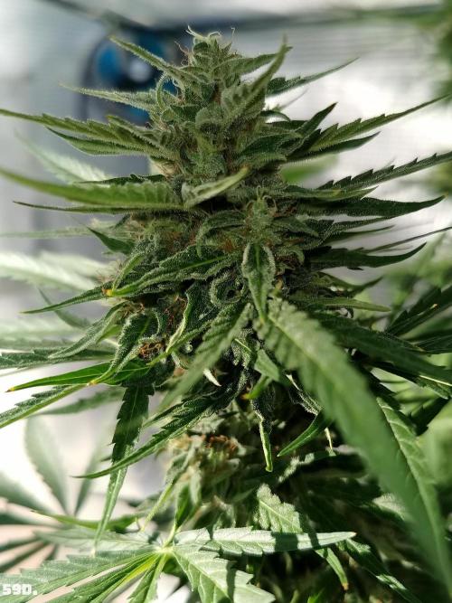 Milky Way F1. Week 9