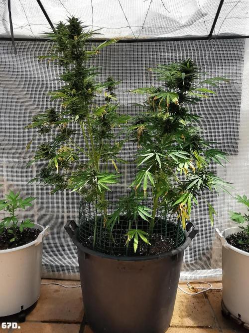 AUTO MilkyWay ROYALQUEENS. Week 10
