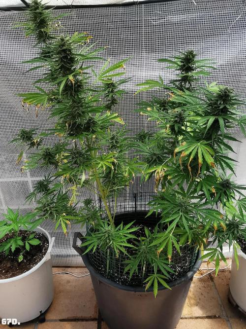 AUTO MilkyWay ROYALQUEENS. Week 10
